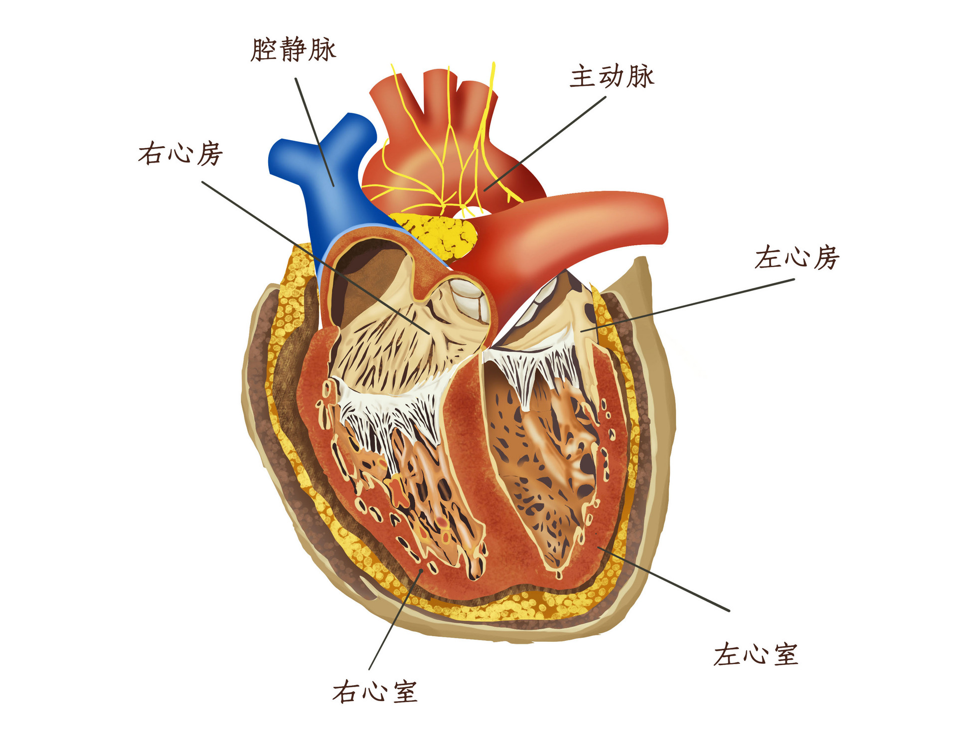 摄图网_401794342_banner_心脏内部构造医疗插画（企业商用）.jpg